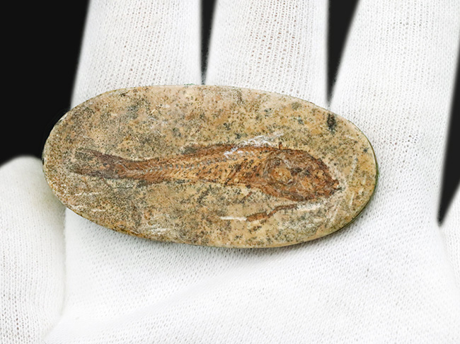 恐竜時代の絶滅古代魚、ブラジル産ダスティルベ(Dastilbe)の全身化石(その5)