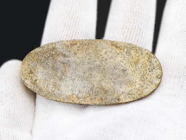 恐竜時代の絶滅古代魚、ブラジル産ダスティルベ(Dastilbe)の全身化石(その6)