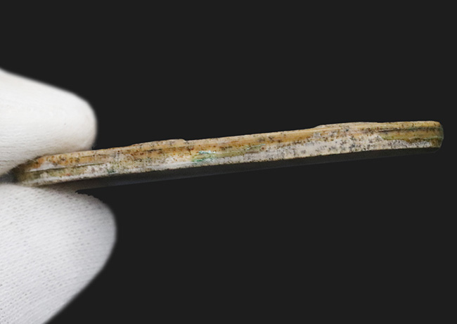 恐竜時代の絶滅古代魚、ブラジル産ダスティルベ(Dastilbe)の全身化石(その7)