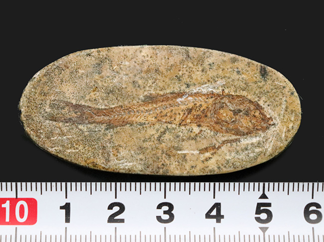 恐竜時代の絶滅古代魚、ブラジル産ダスティルベ(Dastilbe)の全身化石(その8)