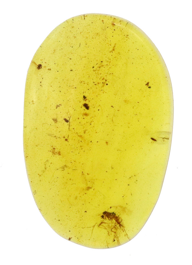 透明度が高く、薄く観察しやすい!約1億年前の恐竜時代の琥珀、バーマイト(Burmite)(その2)