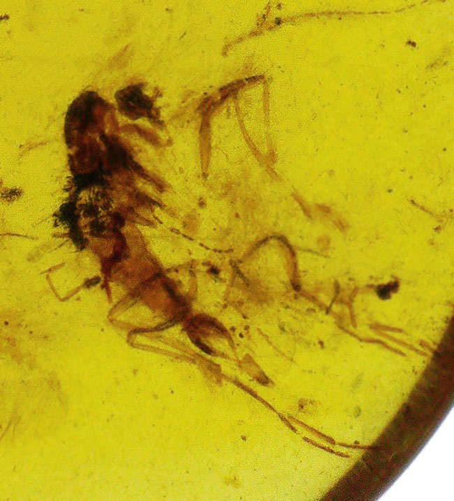 透明度が高く、薄く観察しやすい!約1億年前の恐竜時代の琥珀、バーマイト(Burmite)(その3)