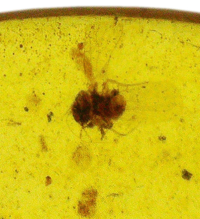 透明度が高く、薄く観察しやすい!約1億年前の恐竜時代の琥珀、バーマイト(Burmite)(その4)