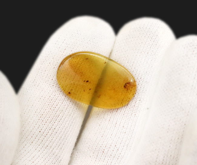 透明度が高く、薄く観察しやすい!約1億年前の恐竜時代の琥珀、バーマイト(Burmite)(その6)