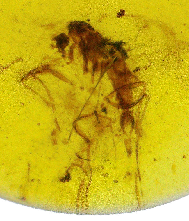 透明度が高く、薄く観察しやすい!約1億年前の恐竜時代の琥珀、バーマイト(Burmite)(その7)