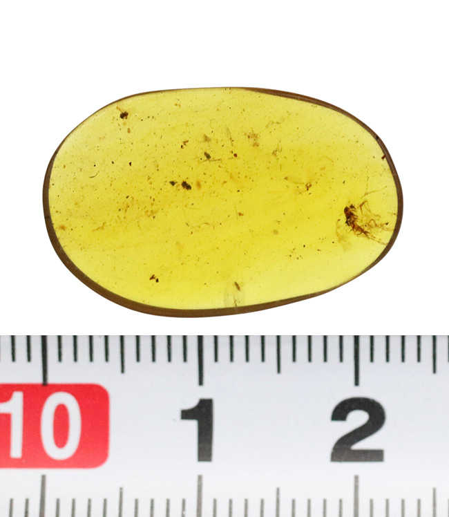 透明度が高く、薄く観察しやすい!約1億年前の恐竜時代の琥珀、バーマイト(Burmite)(その8)