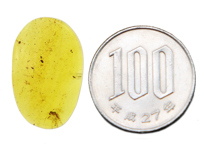 透明度が高く、薄く観察しやすい!約1億年前の恐竜時代の琥珀、バーマイト(Burmite)(その9)
