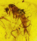 透明度が高く、薄く観察しやすい！約1億年前の恐竜時代の琥珀、バーマイト（Burmite）