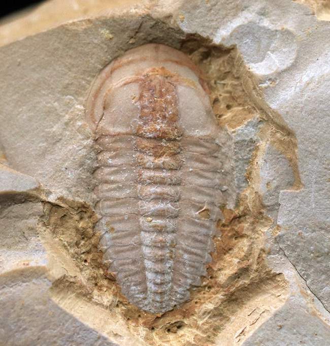 オールドコレクション!ベリーベリーレア!世界最古の三葉虫の一つ、チェンジャン動物群、ウティンガスピス(Wutingaspis)(その1)