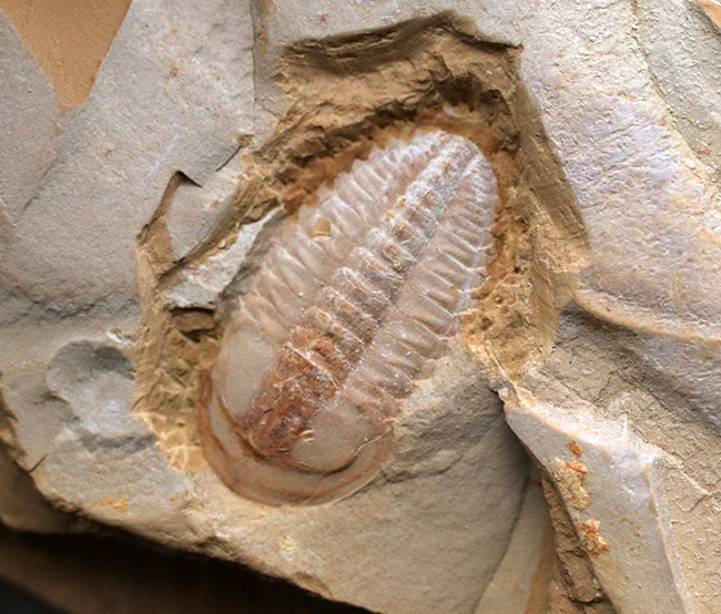 オールドコレクション!ベリーベリーレア!世界最古の三葉虫の一つ、チェンジャン動物群、ウティンガスピス(Wutingaspis)(その3)