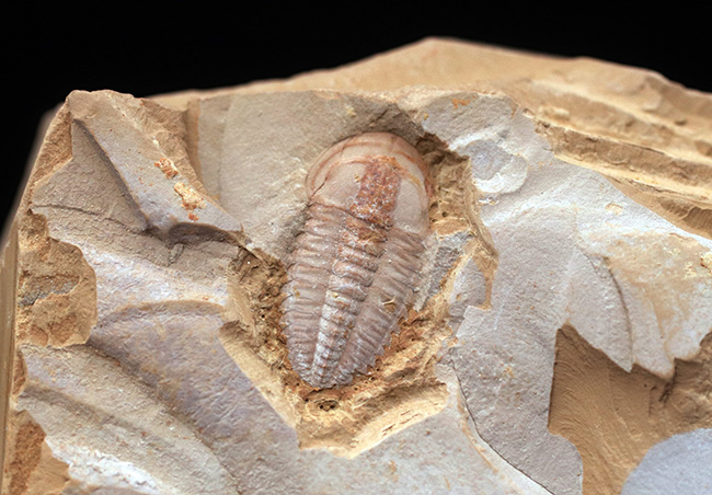 オールドコレクション!ベリーベリーレア!世界最古の三葉虫の一つ、チェンジャン動物群、ウティンガスピス(Wutingaspis)(その4)