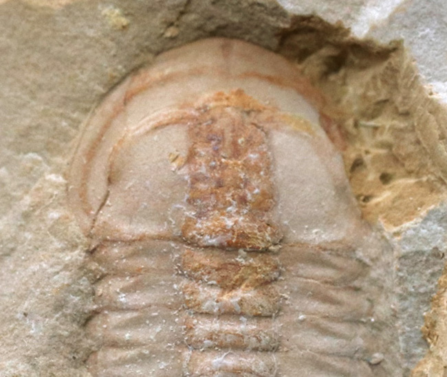 オールドコレクション!ベリーベリーレア!世界最古の三葉虫の一つ、チェンジャン動物群、ウティンガスピス(Wutingaspis)(その5)