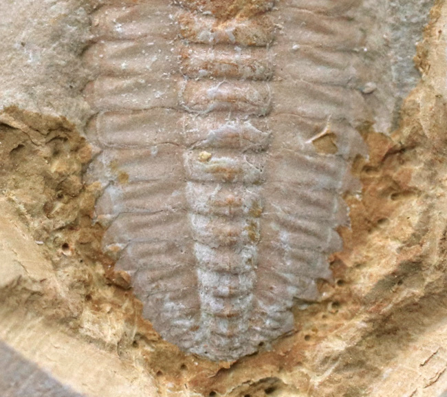 オールドコレクション!ベリーベリーレア!世界最古の三葉虫の一つ、チェンジャン動物群、ウティンガスピス(Wutingaspis)(その6)