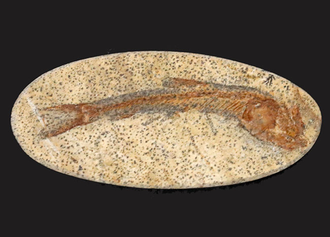 恐竜時代の古代魚、ダスティルベ（Dastilbe）の全身化石（その1）