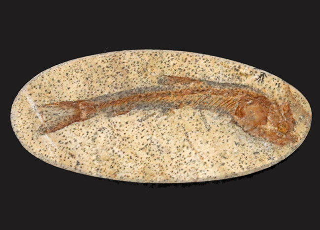 恐竜時代の古代魚、ダスティルベ(Dastilbe)の全身化石(その1)