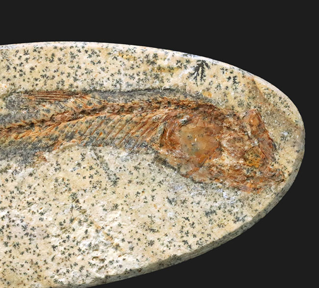 恐竜時代の古代魚、ダスティルベ（Dastilbe）の全身化石（その2）