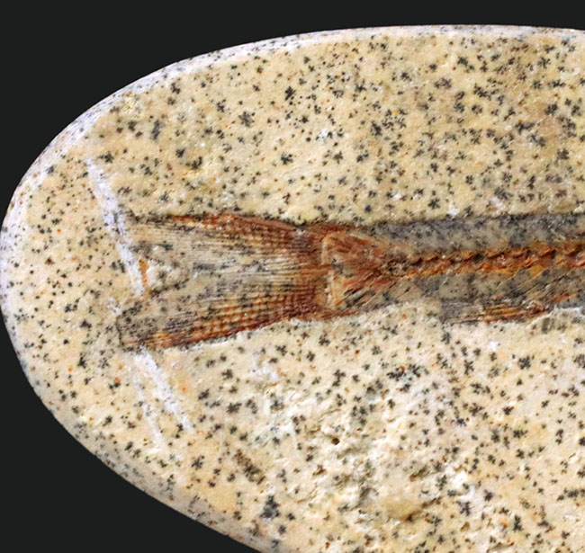 恐竜時代の古代魚、ダスティルベ(Dastilbe)の全身化石(その4)