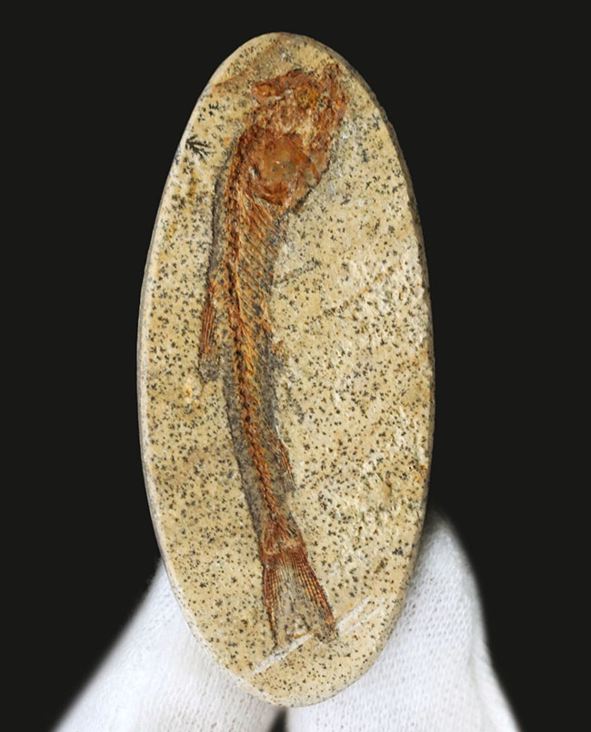 恐竜時代の古代魚、ダスティルベ(Dastilbe)の全身化石(その5)