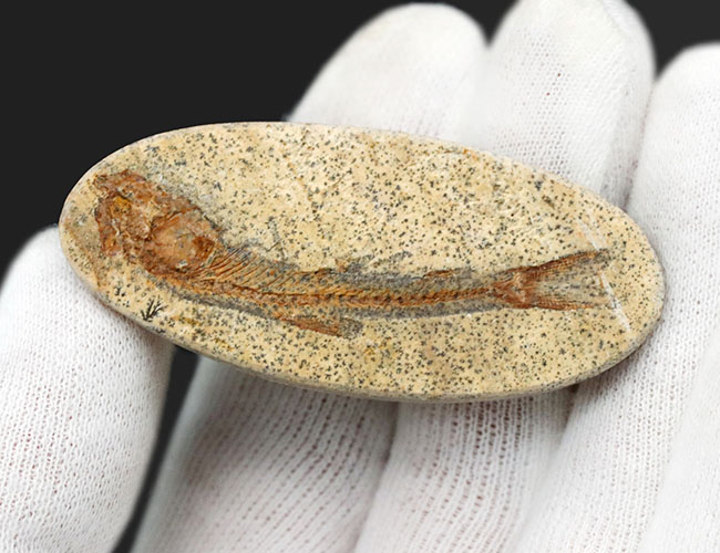 恐竜時代の古代魚、ダスティルベ(Dastilbe)の全身化石(その6)