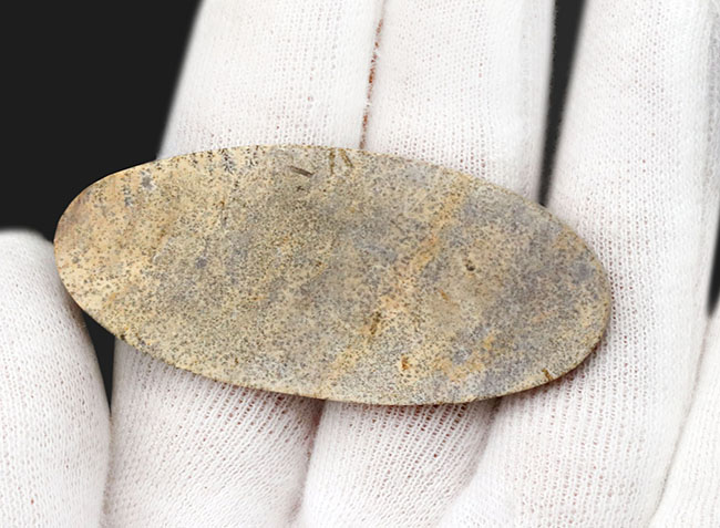 恐竜時代の古代魚、ダスティルベ(Dastilbe)の全身化石(その7)