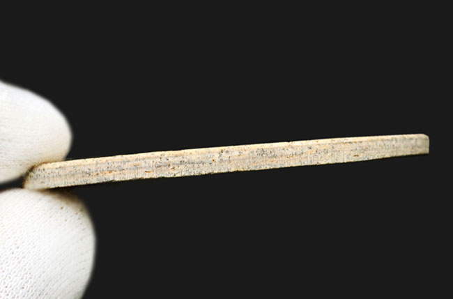恐竜時代の古代魚、ダスティルベ(Dastilbe)の全身化石(その8)