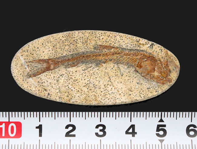 恐竜時代の古代魚、ダスティルベ(Dastilbe)の全身化石(その9)
