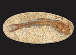恐竜時代の古代魚、ダスティルベ（Dastilbe）の全身化石