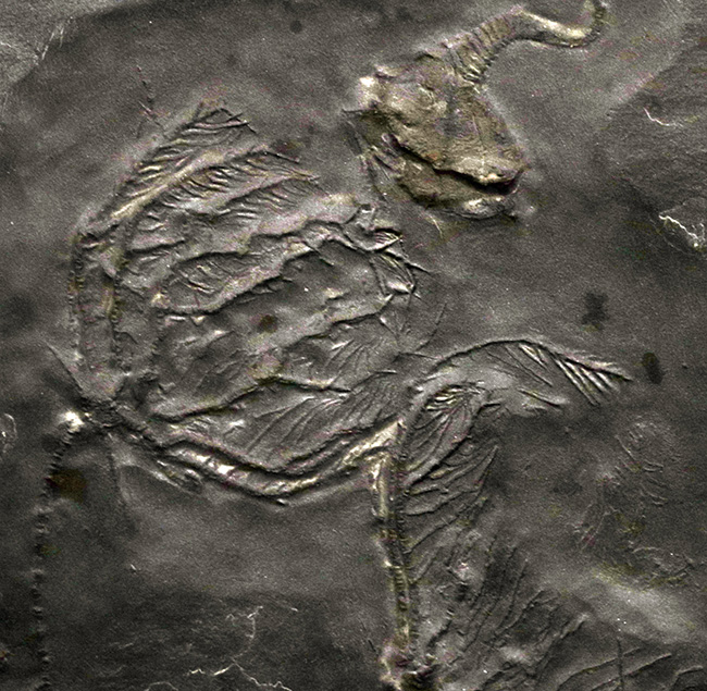 非常に珍しいウミユリであるレノキスティス(Rhenocystis)とハパロクリヌス(Hapalocrinus frechi)の両方が同時に見られる、極めて希少なプレート化石(その4)