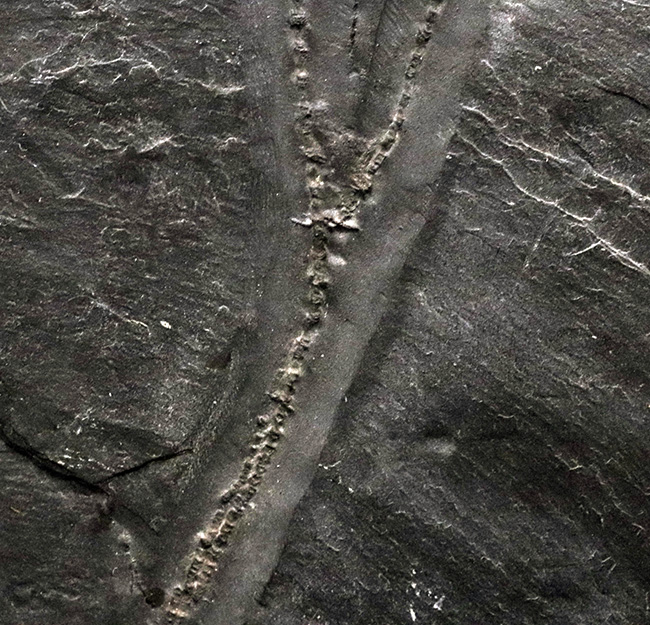 非常に珍しいウミユリであるレノキスティス(Rhenocystis)とハパロクリヌス(Hapalocrinus frechi)の両方が同時に見られる、極めて希少なプレート化石(その6)