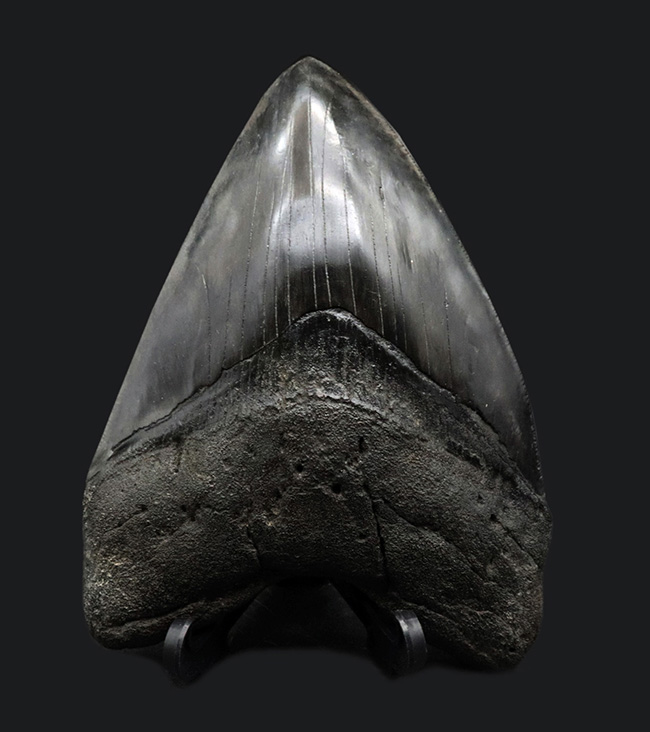 サイズ良し、保存状態良し、人気のブラック！まさにコレクショングレードの一級品のメガロドン（Megalodon）の歯化石（その2）