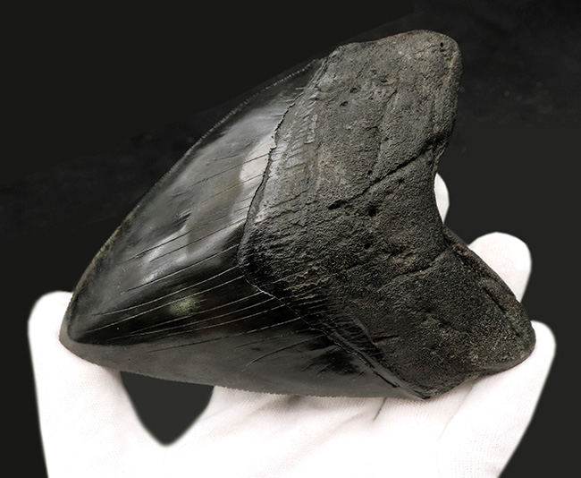 サイズ良し、保存状態良し、人気のブラック！まさにコレクショングレードの一級品のメガロドン（Megalodon）の歯化石（その3）