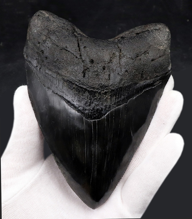 サイズ良し、保存状態良し、人気のブラック！まさにコレクショングレードの一級品のメガロドン（Megalodon）の歯化石（その5）