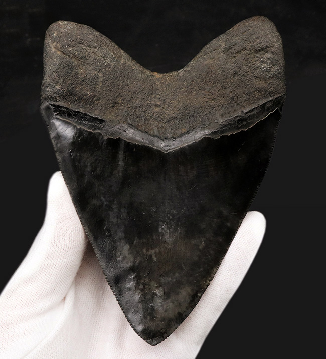 サイズ良し、保存状態良し、人気のブラック！まさにコレクショングレードの一級品のメガロドン（Megalodon）の歯化石（その6）