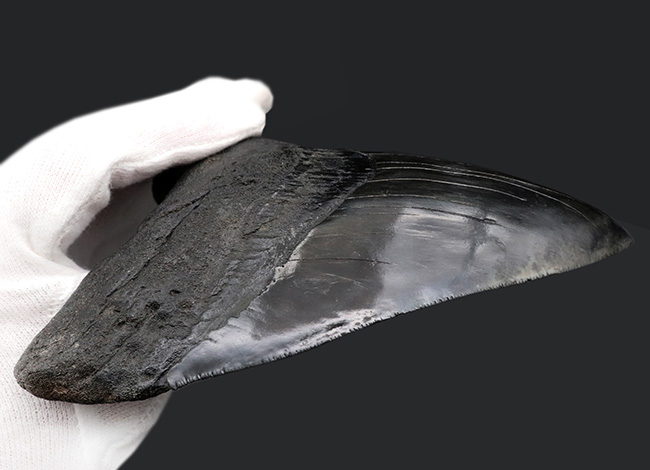 サイズ良し、保存状態良し、人気のブラック！まさにコレクショングレードの一級品のメガロドン（Megalodon）の歯化石（その7）