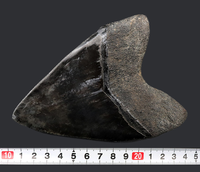 サイズ良し、保存状態良し、人気のブラック！まさにコレクショングレードの一級品のメガロドン（Megalodon）の歯化石（その8）