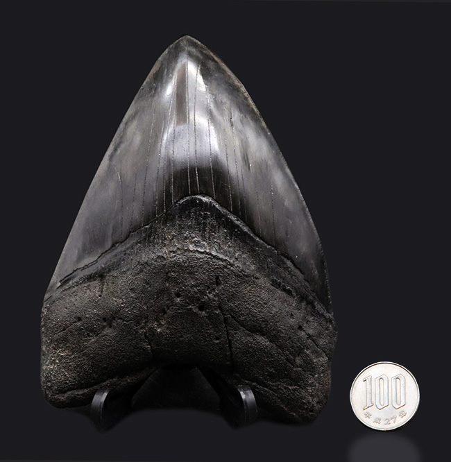 サイズ良し、保存状態良し、人気のブラック！まさにコレクショングレードの一級品のメガロドン（Megalodon）の歯化石（その9）