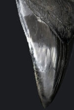 サイズ良し、保存状態良し、人気のブラック！まさにコレクショングレードの一級品のメガロドン（Megalodon）の歯化石