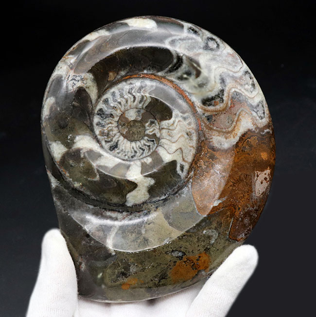 大判化石直径最大部148ミリに達する、ビッグサイズでカラフルなゴニアタイト(Goniatite)(その1)