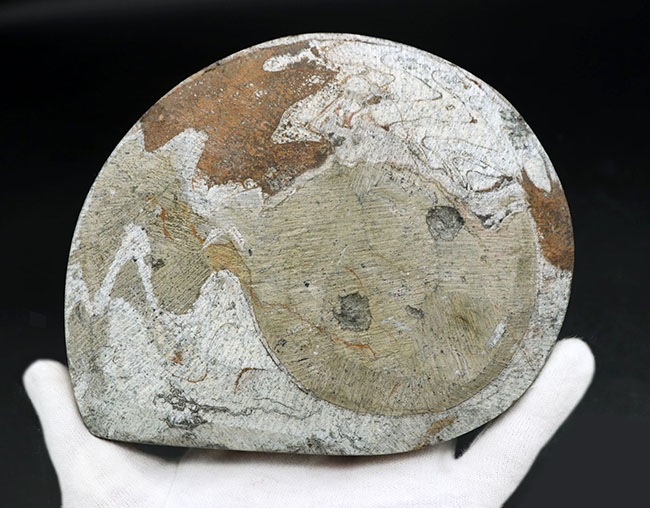 大判化石直径最大部148ミリに達する、ビッグサイズでカラフルなゴニアタイト(Goniatite)(その5)
