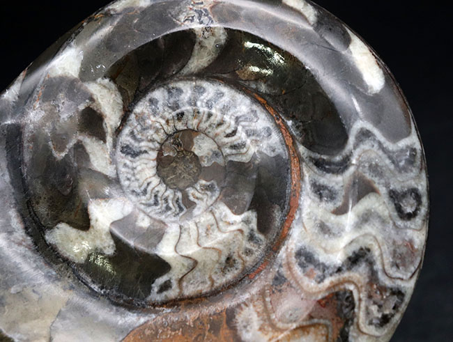大判化石直径最大部148ミリに達する、ビッグサイズでカラフルなゴニアタイト(Goniatite)(その7)