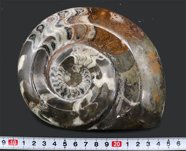 大判化石直径最大部１４８ミリに達する、ビッグサイズでカラフルなゴニアタイト（Goniatite）（その8）