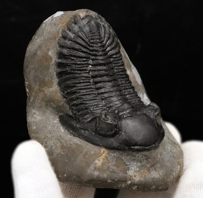 ビューティフル！複眼の保存状態良好！古生代デボン紀の三葉虫、ホラルドプス（Hollardops sp.）の上質個体（その2）