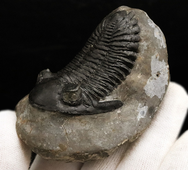 三葉虫の化石　　Hollardops 化石三葉虫モロッコ産 Hollardops Mesocristata (M1-4)デポン紀