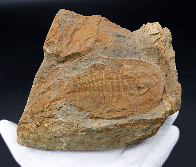 米国産三葉虫のコレクター必見！「最初」に記載されたオレネルス！米国