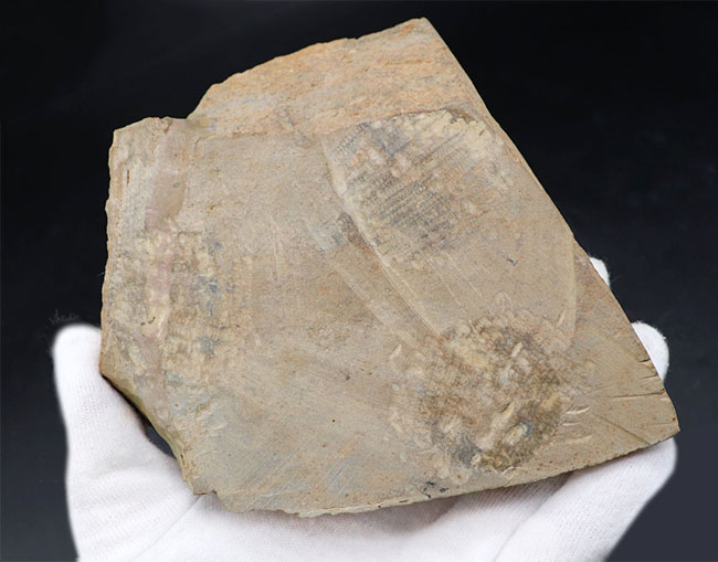 米国産三葉虫のコレクター必見！「最初」に記載されたオレネルス