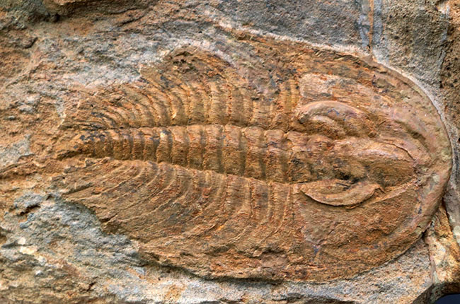 米国産三葉虫のコレクター必見！「最初」に記載されたオレネルス！米国