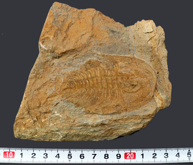 米国産三葉虫のコレクター必見！「最初」に記載されたオレネルス