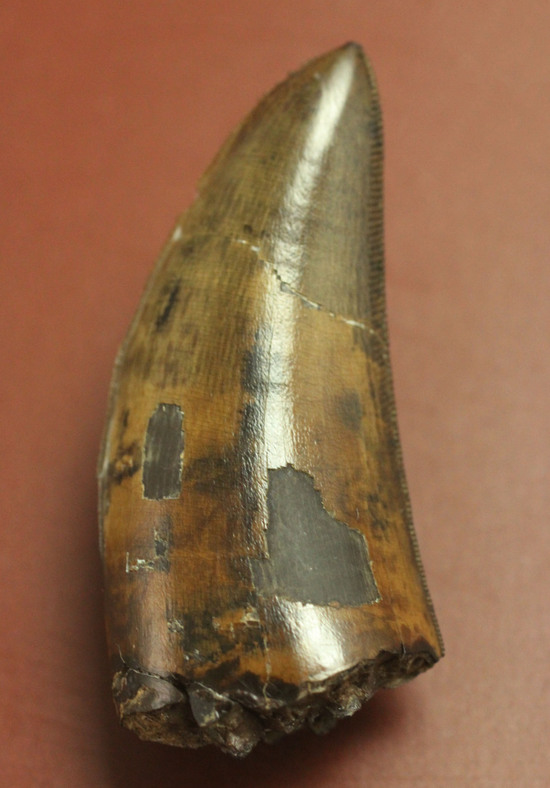 Great!凄まじいセレーション!レックスの直系の祖先、ダスプレトサウルス・トロスス(D.torosus)の美麗歯化石(その1)