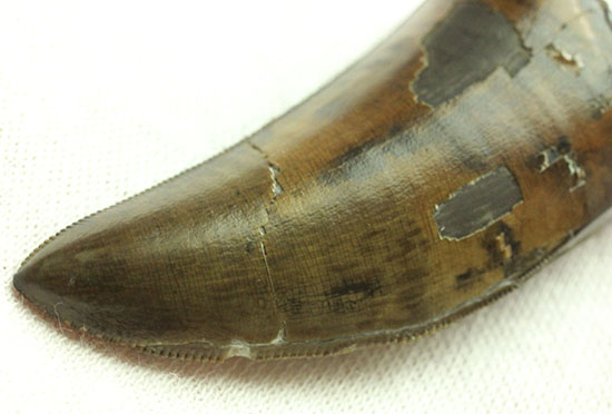 Great!凄まじいセレーション!レックスの直系の祖先、ダスプレトサウルス・トロスス(D.torosus)の美麗歯化石(その10)