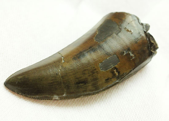 Great!凄まじいセレーション!レックスの直系の祖先、ダスプレトサウルス・トロスス(D.torosus)の美麗歯化石(その11)